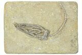 Fossil Crinoid (Decadocrinus) - Crawfordsville, Indiana #291758-1